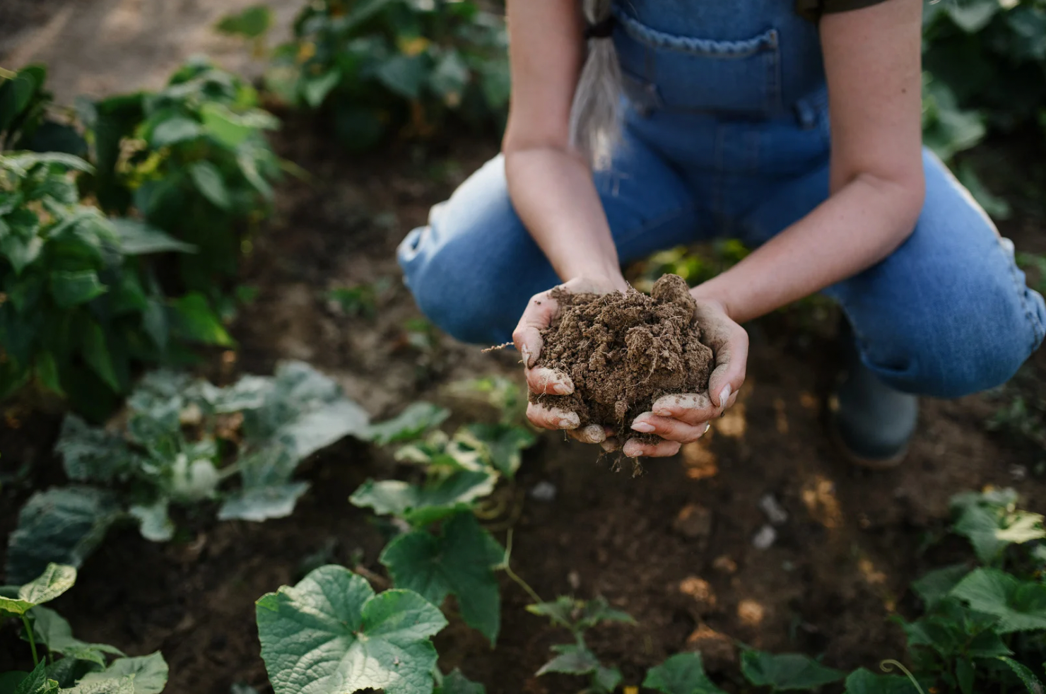 Regenerative Farming: Going Back for the Future