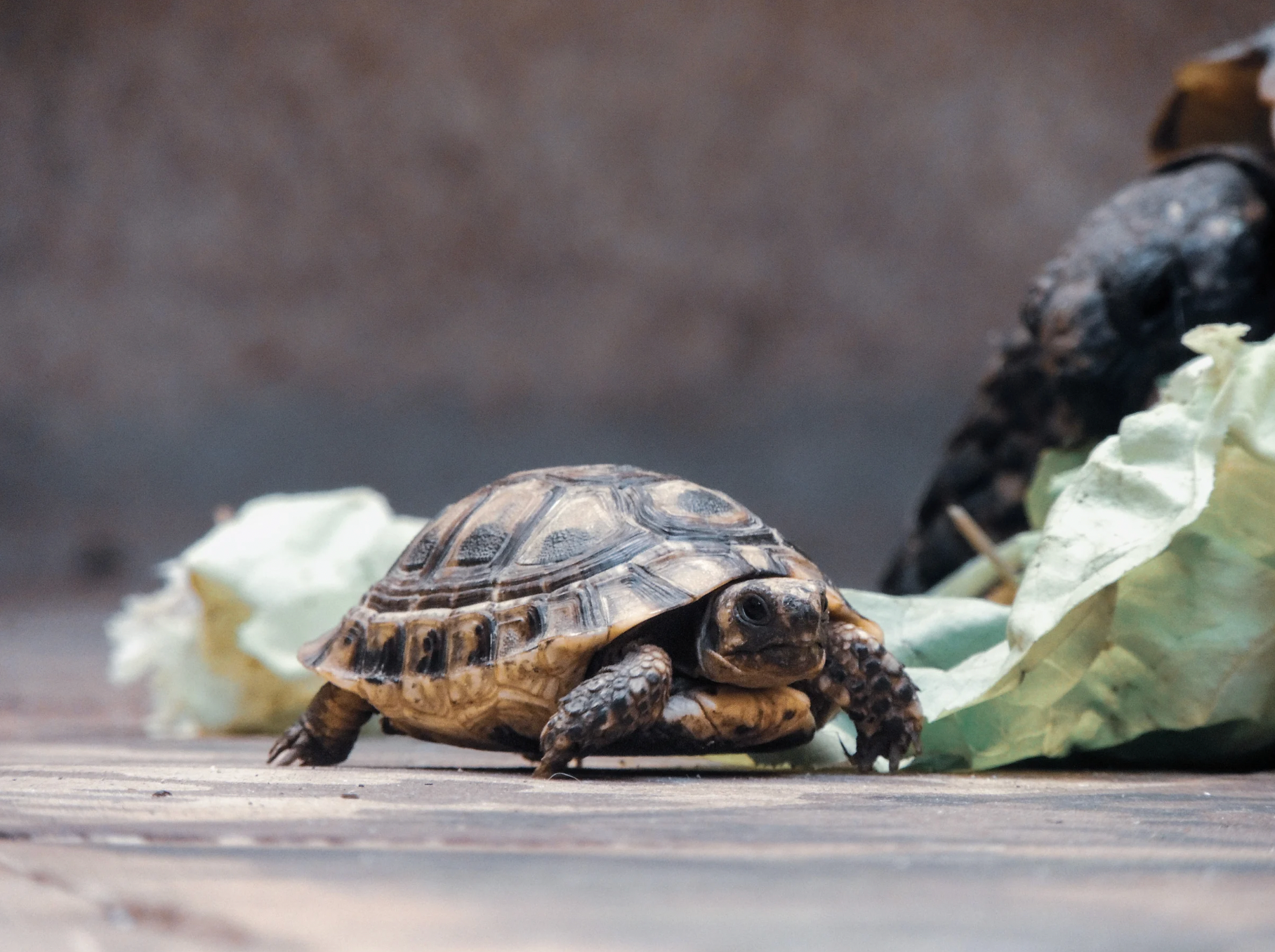 Why Pacing Yourself Matters