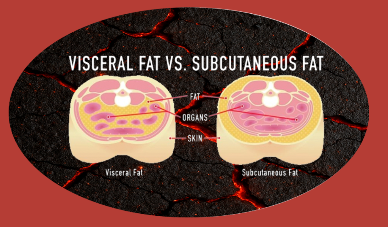 Subcutaneous Fat vs. Visceral Fat: What’s the Difference and Why It Matters